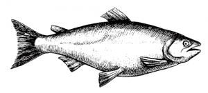 Fish ελαιόλαδο και γεύσεις