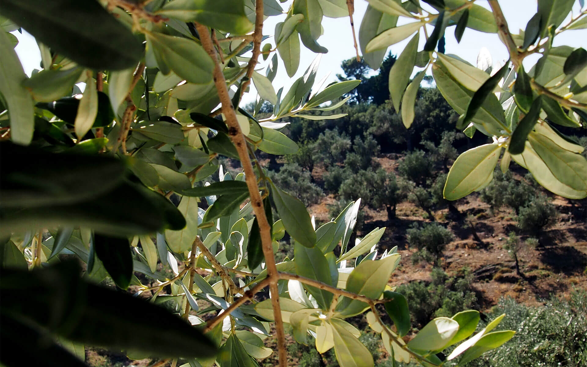 Οι βιολογικοί ελαιώνες στις ορεινές πλαγιές του Πλωμαρίου
