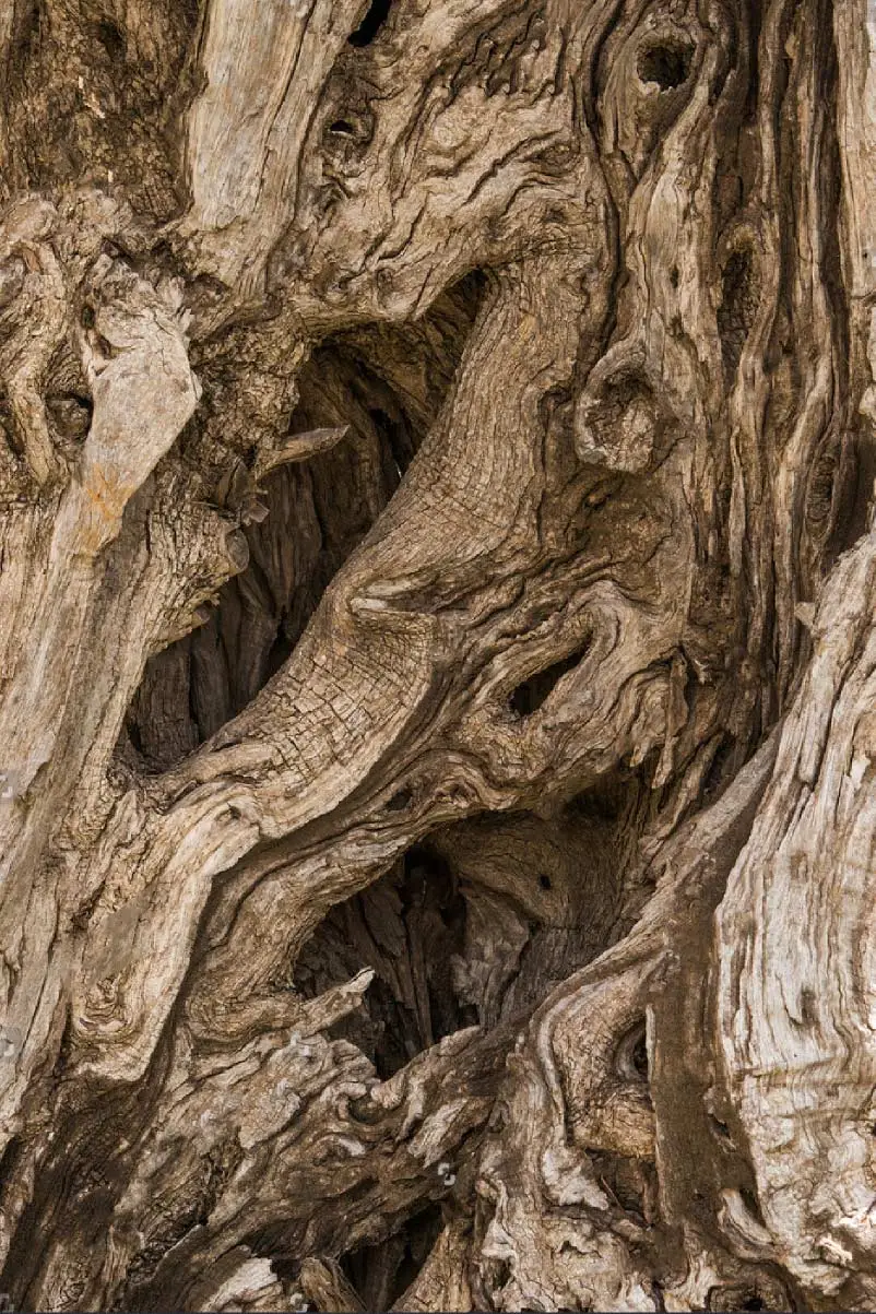 Olive oil tree Olive Epitome