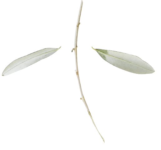 Olive oil branch about us olive epitome