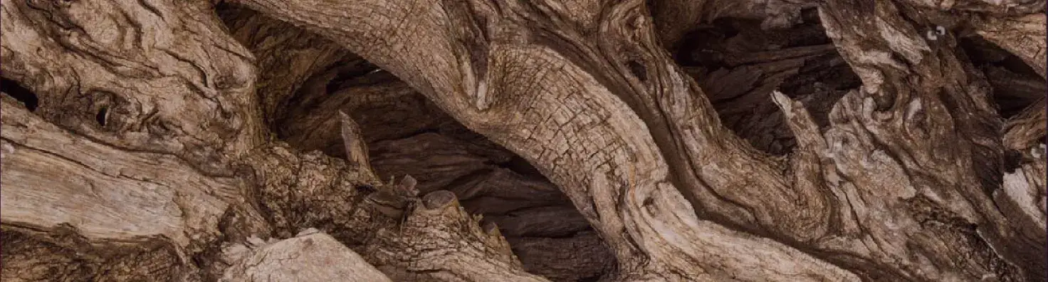 picture of an olive tree trunk