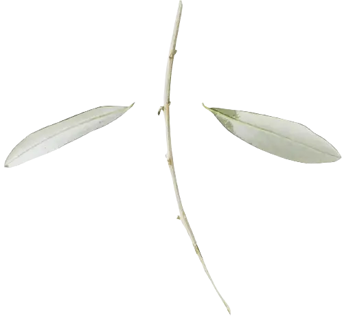 olive tree branch