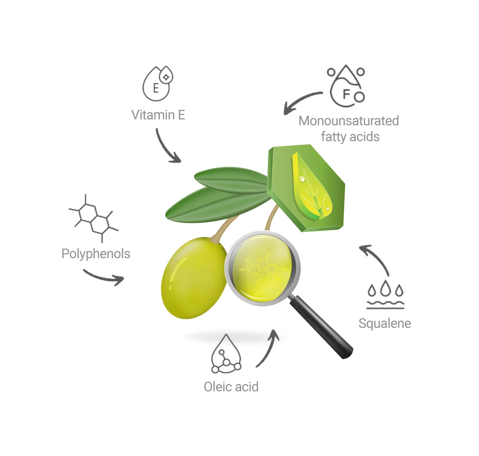 olive fruit under a magnifying glass and the elements such as polyphenols, vitamins, etc